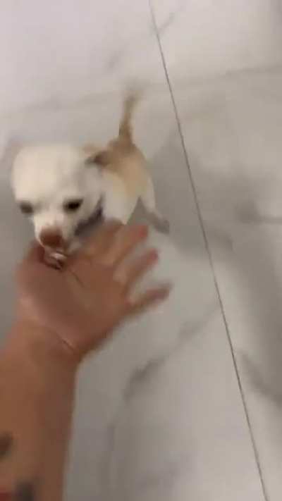 This is why his dog hates him so much