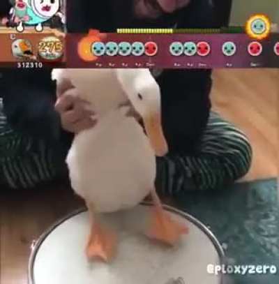 This duck is better than me
