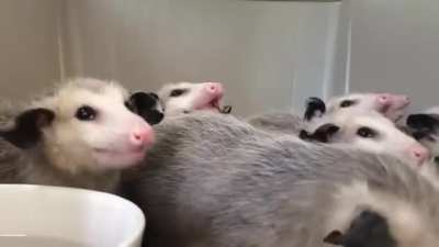 Opossums enjoying a banana.