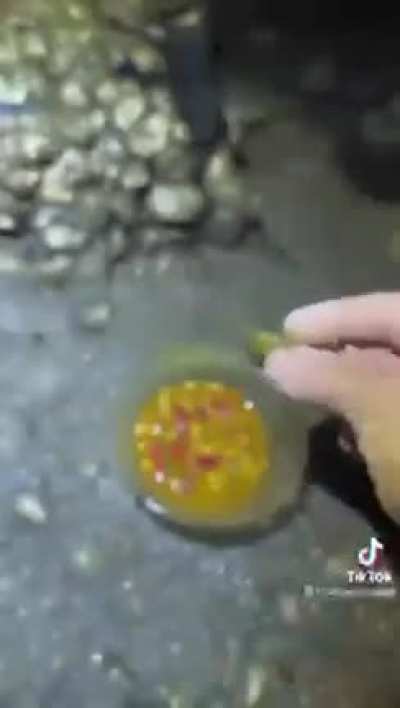 dinner