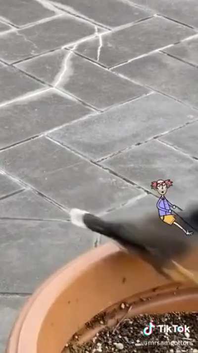 Boris got a new bird