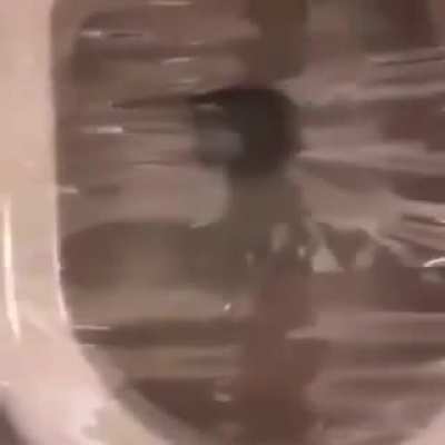 Man drops phone in toilet and experiences extreme anguish and emotional pain.