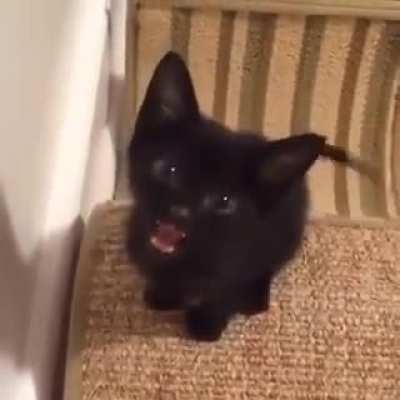 meep....MYEOOOWAH!!...meep