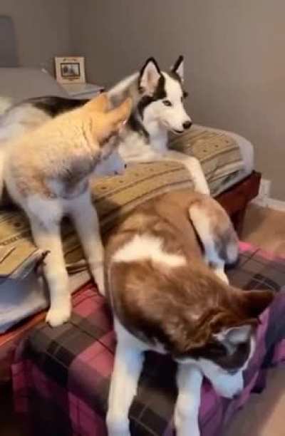 Get a husky they said, it’ll be fun they said