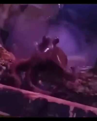 irl veemo