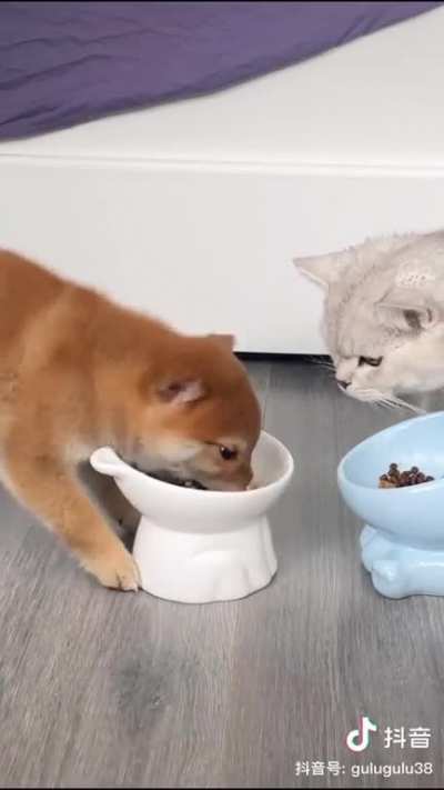 Speed eating pup
