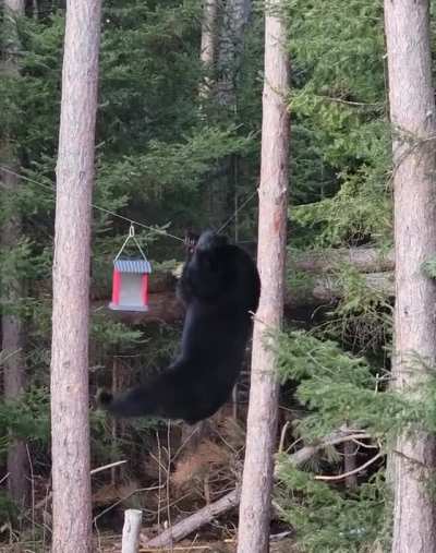 When a new bird species visits your bird feeder
