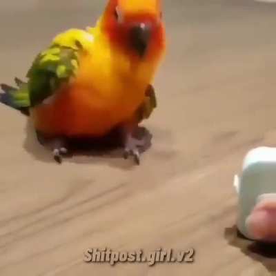 Foof