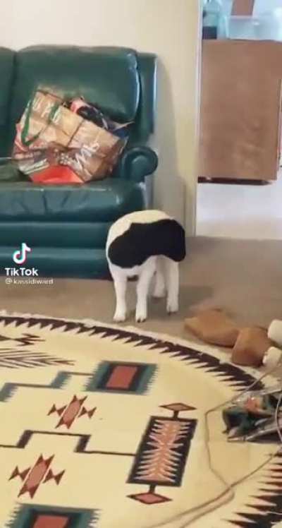 “What are you doing in the house?”