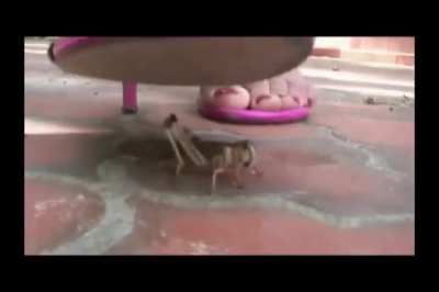 Crush locust