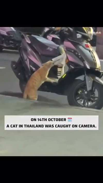 Cat arrested for stealing fish
