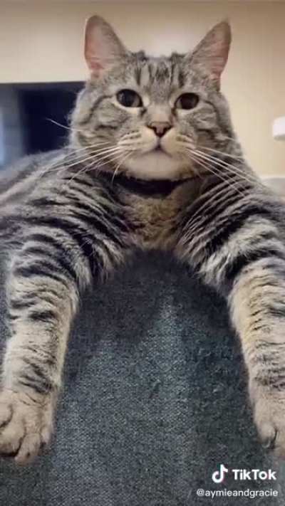 Sad Cat