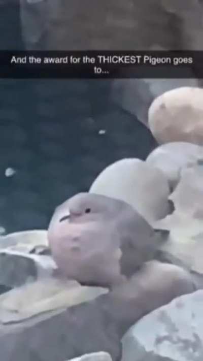 I thought it was one of the rocks at first