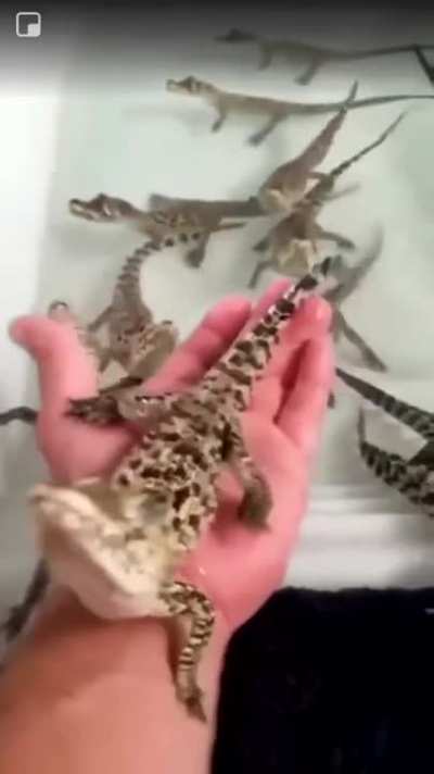 Baby crocodiles shooting lasers, again!
