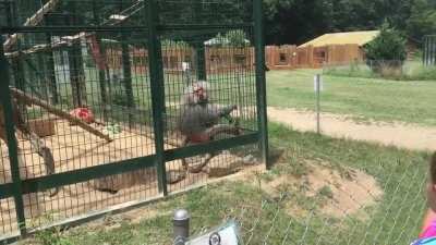 WCGW if I taunt this monkey