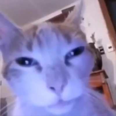 Cat stare