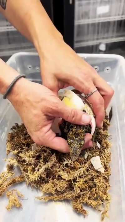 🔥 Babycrocs 