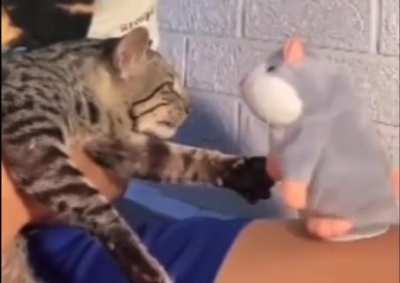 I said stop it!