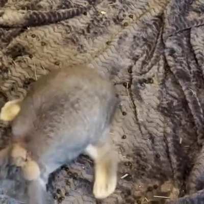 Binkies come from the heart, not the legs
