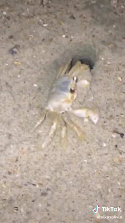 Don’t mess with crabs