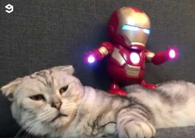 So much meow.