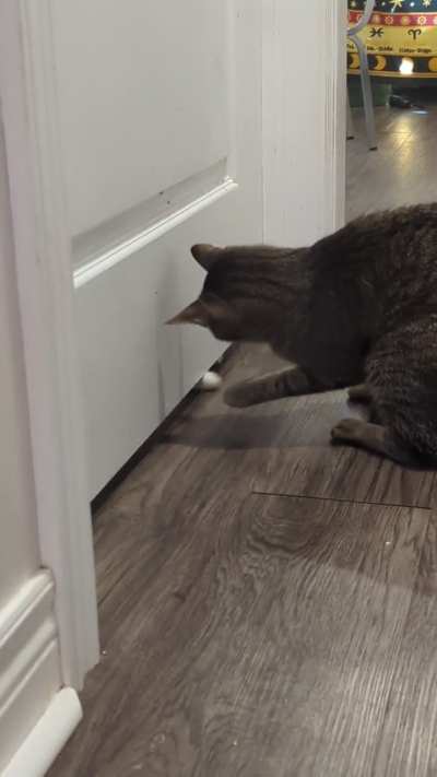Is this healthy under-the-door interaction? (New cat)