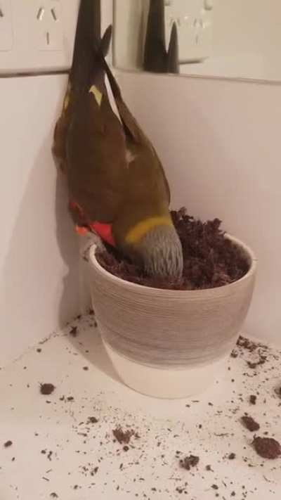 This pot used to have a plant