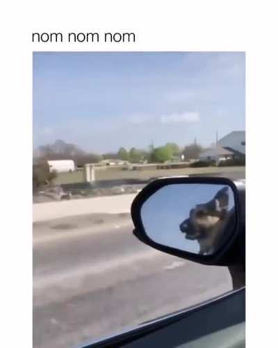 Pacdog irl