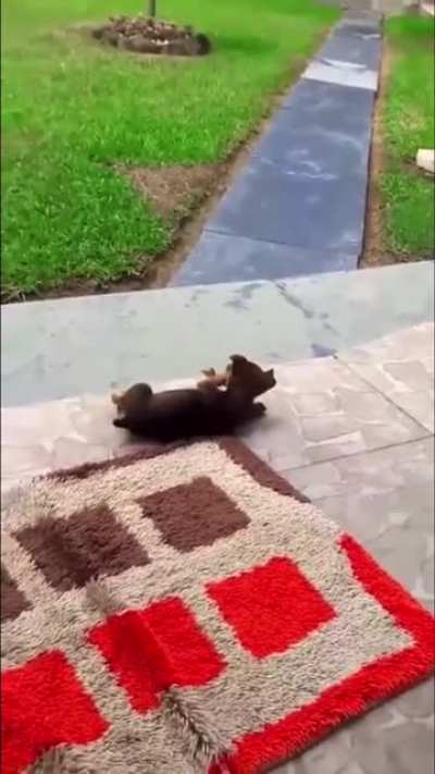 Puppy VS Butterfly