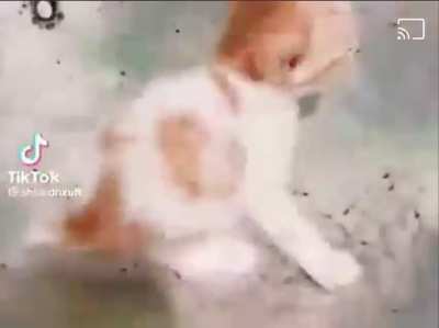 nEw ViDeO sHoWs HoW tO pRePaRe YoUr FaMiLy KiTtEn FoR dInNeR