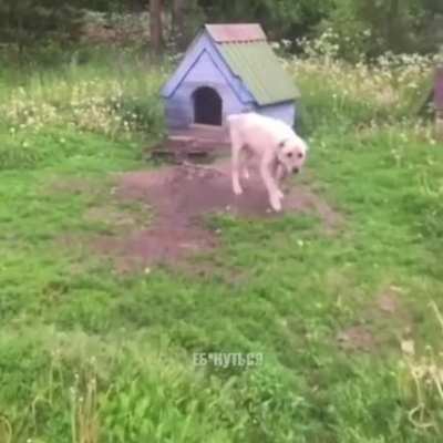 Тут ничего не было, хозяин, а кто это - вообще не в курсе!