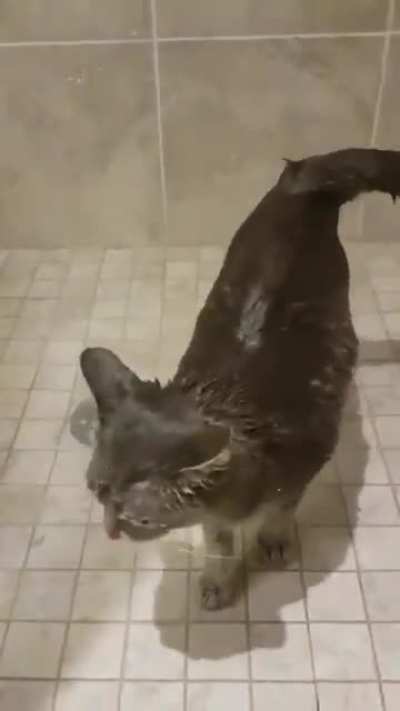 Cat in shower