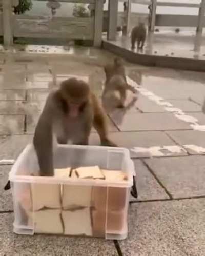 Altstreetbets buying the dip