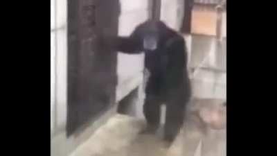 Hello fellow primate enthusiasts!