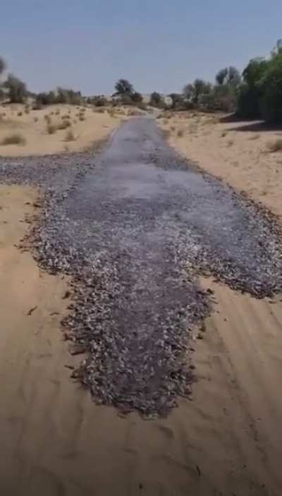 strange sight amazing flow of small fish