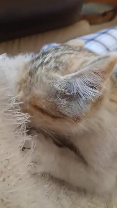 is it normal for my cat to act like this when I wear this type of clothes?