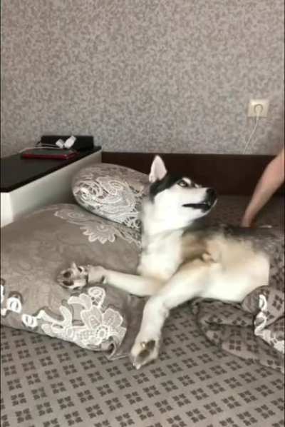 The husky doth protest too much