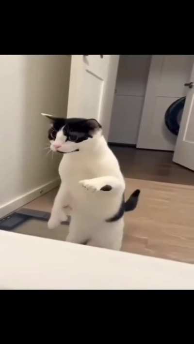 Meow