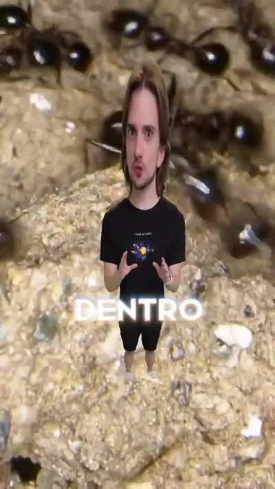 Óbvio todo dia