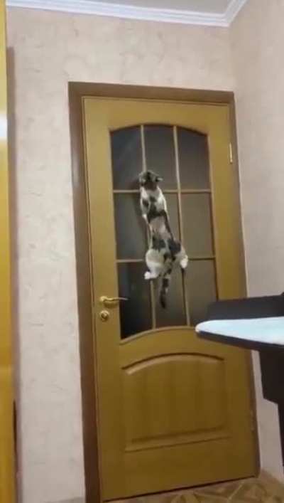 Мишшын импоссибыл же