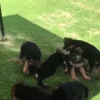Playful puppies and plenty of room to run