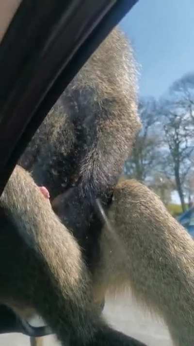 Thanks, I hate safari parks