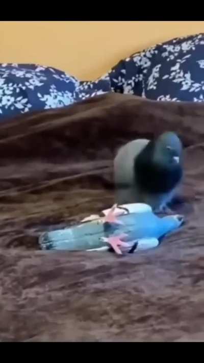 F pombo