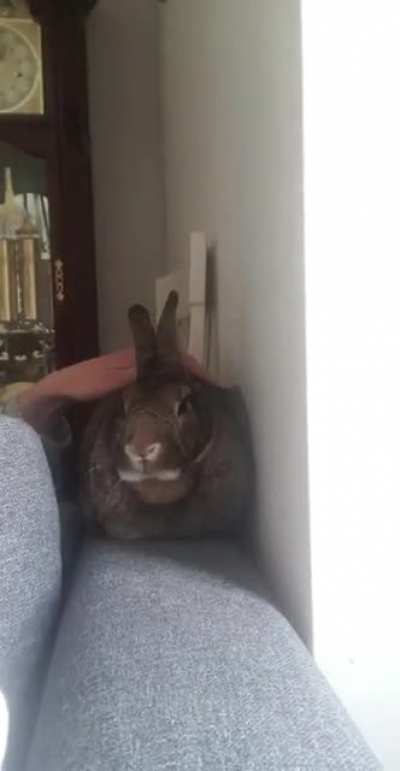 🐇>🍞 in one stroke