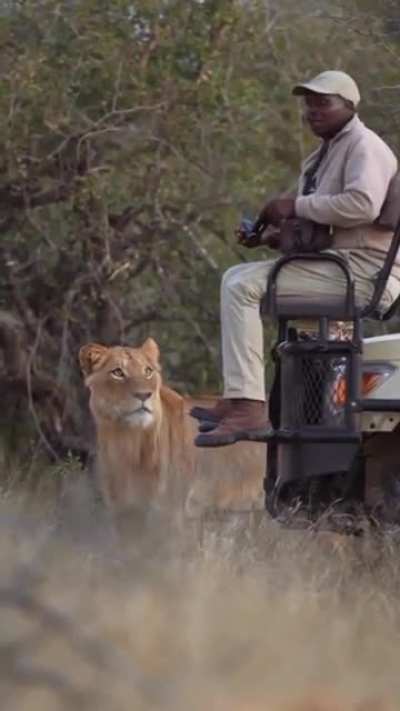 Looking for the lion but the lion found him.