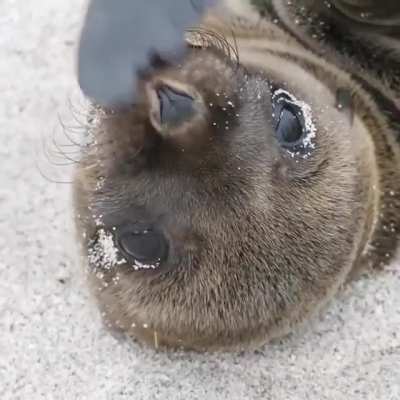 The Galapagos Sea Lion's loud bark, graceful agility in water, and playful nature make them the 