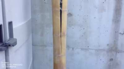 Bamboo splitter