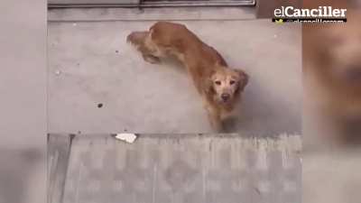 Un Golden sobrevivió quince días en Palermo con los cubitos de hielo y el alimento que le tiraban los vecinos al balcón: el dueño se fue de vacaciones y lo dejó encerrado.