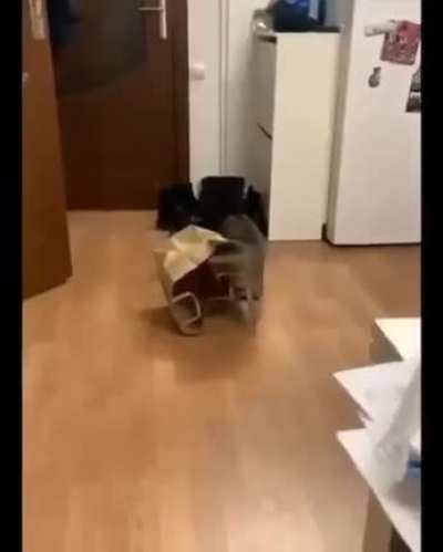 Day 9/15 KKona cat