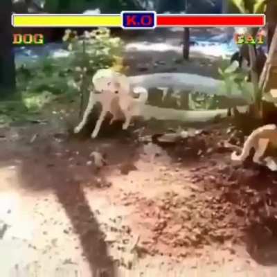 Doge always wins